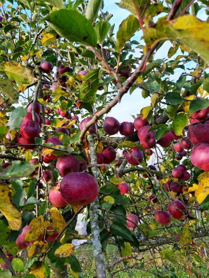 פסאו Schoenauerhof- Urlaub Im Gruenen Aber Doch In Der Stadt מראה חיצוני תמונה